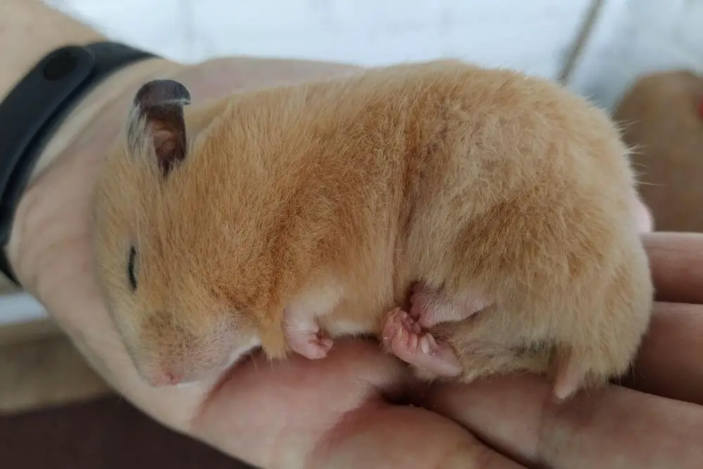 Hamster schlaeft in Hand