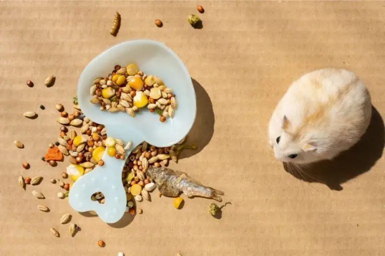Dürfen Hamster Meerschweinchenfutter essen? TreueTiere.de