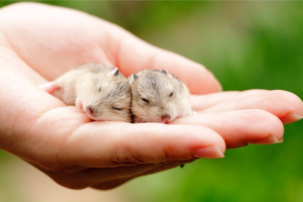 Koennen Hamster schnarchen