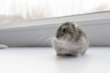 Brauchen Hamster Tageslicht