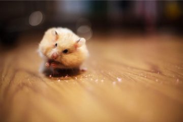 Brauchen Hamster nachts Licht