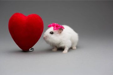Haben Hamster Gefuehle