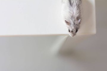 Haben Hamster Hoehenangst
