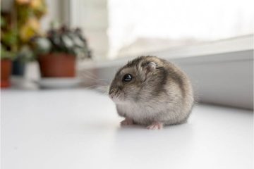 Kann man einen Hamster tagaktiv machen