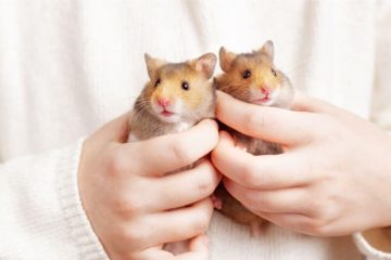 Koennen Hamster schreien