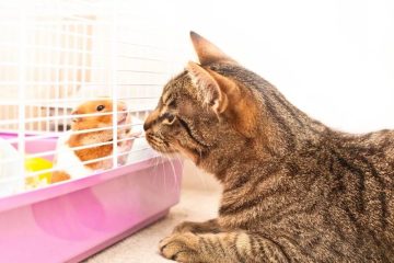 Haben Hamster Angst vor Katzen