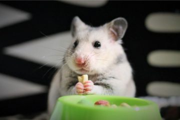 Kann man einen Hamster überfüttern