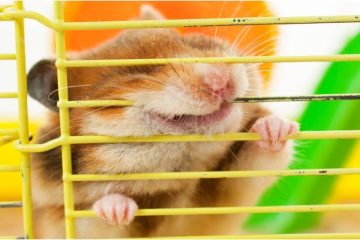 Können Hamster Gitterstäbe durchbeißen