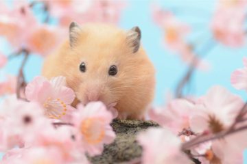 Dürfen Hamster Blüten essen