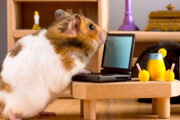 Haben Hamster ein Gedächtnis