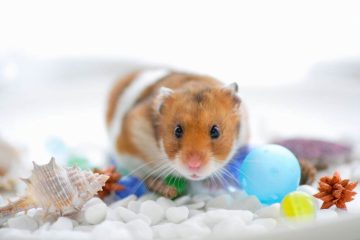 Hamster im Aquarium halten