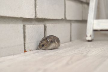 Hamster im Zimmer laufen lassen