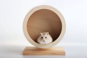 Hamster läuft nicht mehr im Laufrad