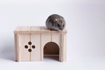 Hamster sitzt nur im Häuschen