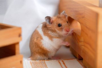 Hamster und laute Musik