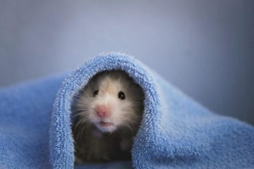 Hamster versteckt sich immer