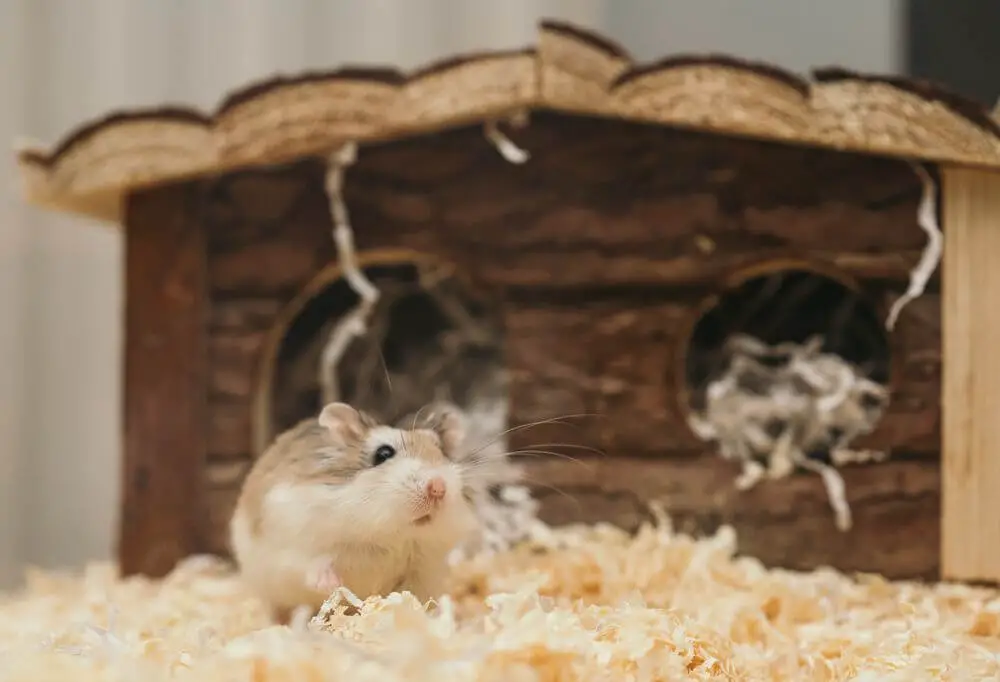 Hamster vor Holzhaus