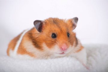Hamster wird immer dicker