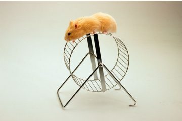 Hamster wird immer dünner