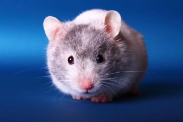 Hamster wird kahl