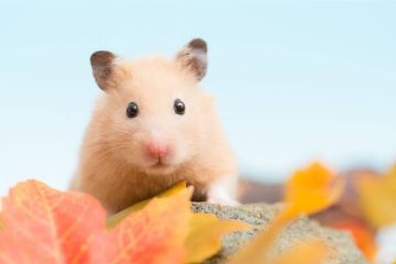 Meinem Hamster ist langweilig