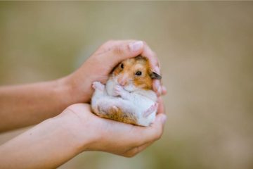 Mögen Hamster gestreichelt werden