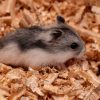 Hamster Sandbad reinigen