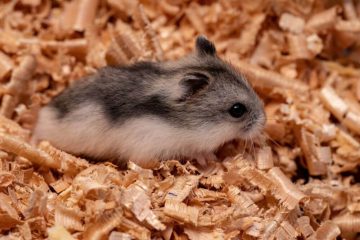 Hamster Sandbad reinigen