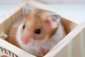 Hamster an Toilette gewöhnen