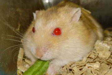 Hamster bekommt rote Augen