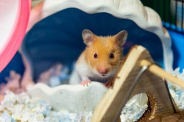 Hamster benutzt Sandbad als Toilette
