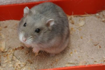 Hamster benutzt Sandbad nicht