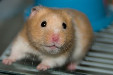 Hamster dreht durch