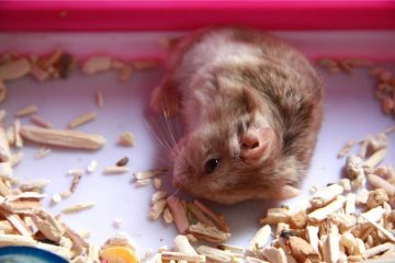 Hamster fällt beim Laufen um