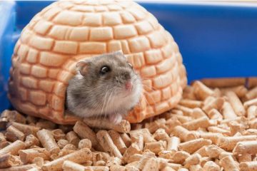 Hamster geht nicht ins Haus