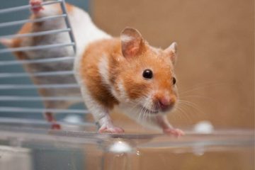Hamster ist aufgedreht