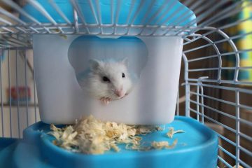 Hamster ist tagsüber wach