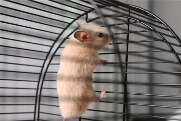 Hamster klettert an Käfigdecke