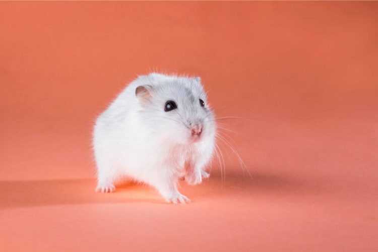 Hamster läuft komisch