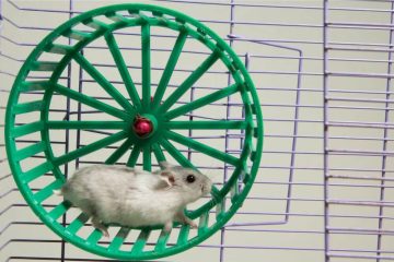 Hamster läuft viel im Laufrad