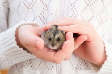 Hamster runtergefallen