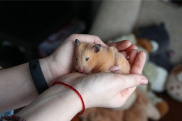 Hamster schläft mit offenen Augen