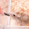 Hamster trinkt nicht aus Flasche