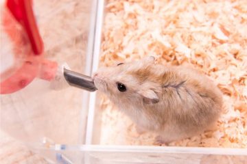 Hamster trinkt nicht aus Flasche