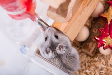 Hamster trinkt sehr viel