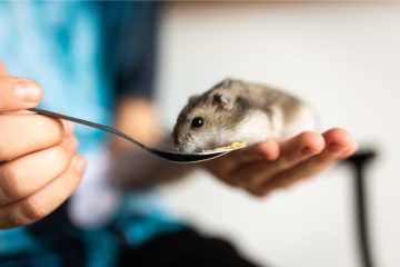Hamster wird nicht zutraulich