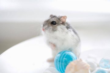 Können Hamster Krankheiten übertragen