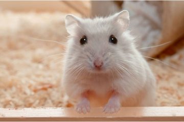 Können Hamster im Streu ersticken