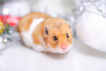 Werden Hamster im Winter ruhiger
