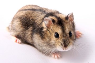 Wie oft Sandbad bei Hamstern wechseln